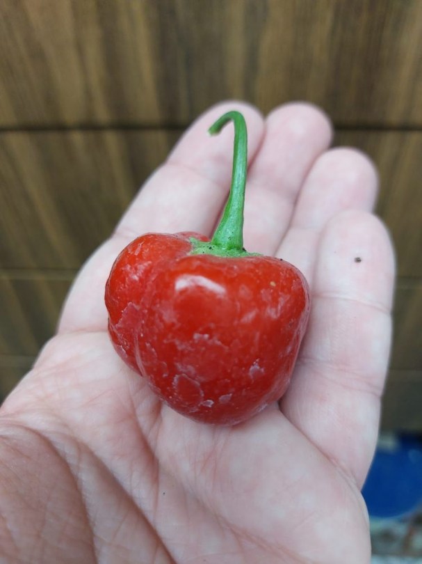 Juanita chili - Csípős paprika ritkaságok az Egzotikus Növények Stúdiója kínálatában